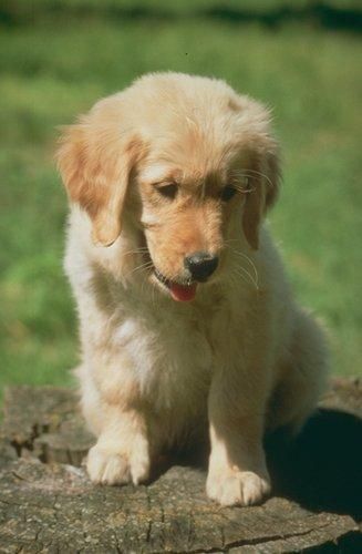 gsgghjk sweet Golden retriever puppies for sale