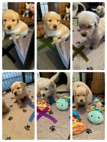 AKC Golden Retrievers