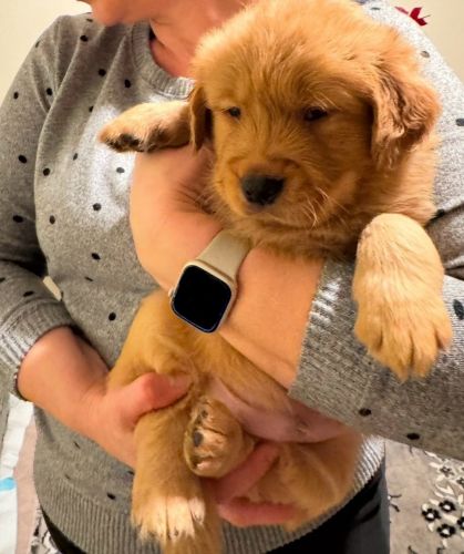 Golden Retriever puppies
