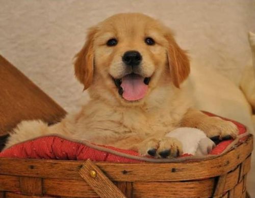 Golden Retriever Puppies