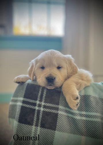 AKC English Cream Golden Retrievers