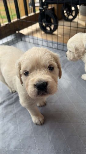 English Cream Golden Retrievers