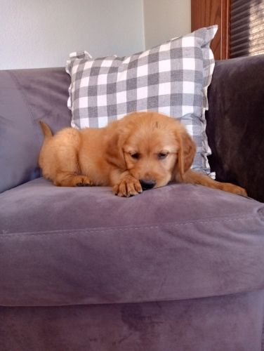 Golden Retriever Puppies for sale in Trenton, MO 64683, USA. price: $750