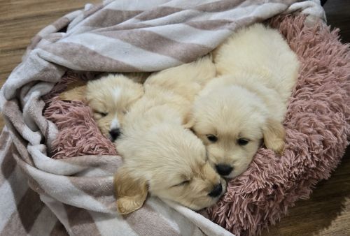 Golden Retriever Puppies for sale in Goombungee QLD 4354, Australia. price: $2,500