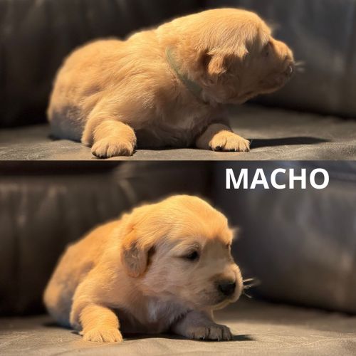 Golden Retriever with AKC vaccinated and microchipped