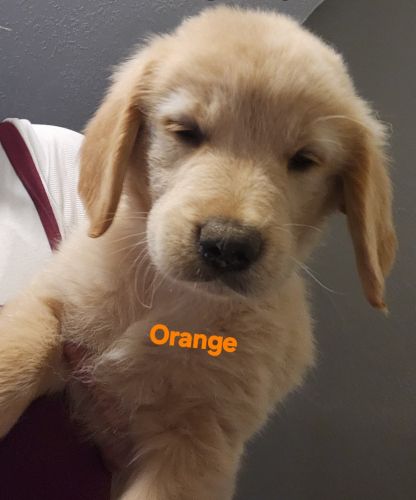 Goldens for sale