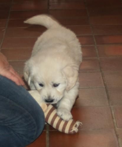 Golden Retriever Puppies ready for adoption