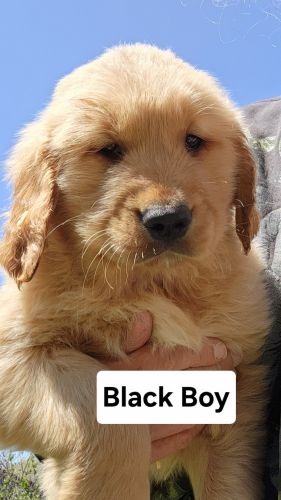 AKC Golden Retrievers