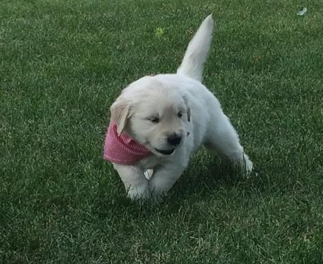 Bhfggf Golden Retreiver Puppies For Sale
