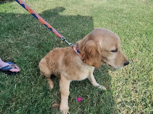 AKC Golden Retriever Puppies