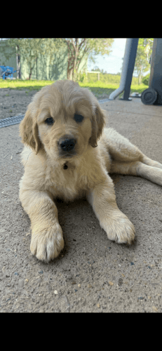 Golden Retriever Puppies for sale in Singleton NSW 2330, Australia. price: $3,000