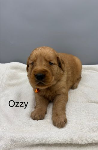 Golden retriever puppy