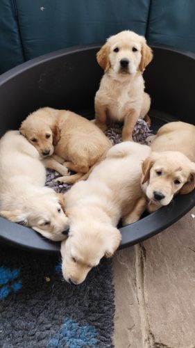 Golden Retriever Puppies for sale in Edmonton, AB, Canada. price: $650