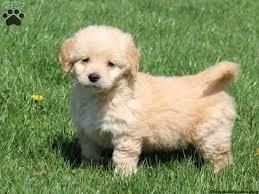 Very healthy golden retriever puppies