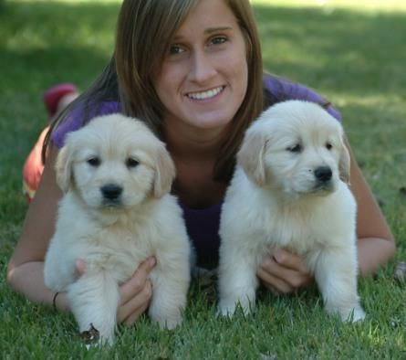 Amazing Golden Retriever Puppies Ready .