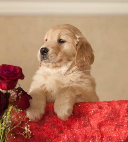 Fun-Loving Golden Retriever Puppies