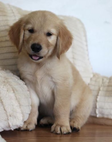 Purebred Golden Retriever Puppies For Sale