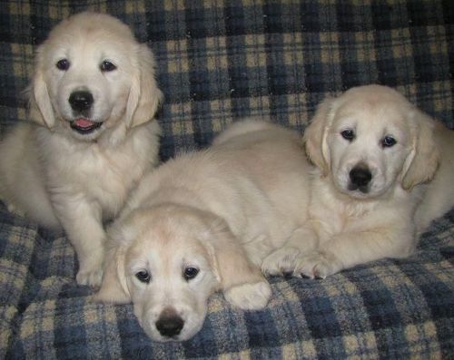 Cream Golden Retriever puppies