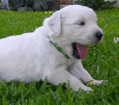 Akc Full English Cream Golden Retriever Puppies