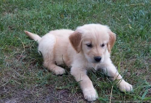 Golden Retriever Puppies for sale in Dallas, TX, USA. price: NA