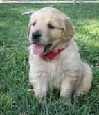 lovely golden retriever puppies