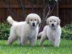 Golden Retriever Puppies
