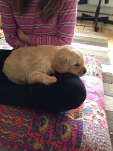 Golden Retriever Puppies for sale in Los Angeles, CA, USA. price: $400