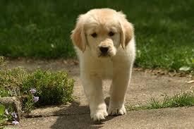 Golden Retriever Puppies for sale in Los Angeles, CA, USA. price: $500