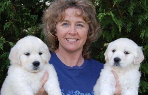 Cute Akc Golden Retriever Puppies