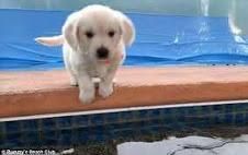 AKC Golden Retriever