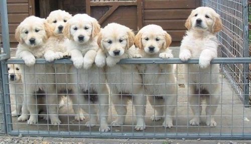 Golden Retriever Puppies for sale in Miami, FL, USA. price: NA