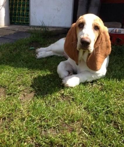 Golden Retriever Boy Pup Kc Reg & Tested Parents