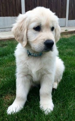 golden retriever for lovely homes