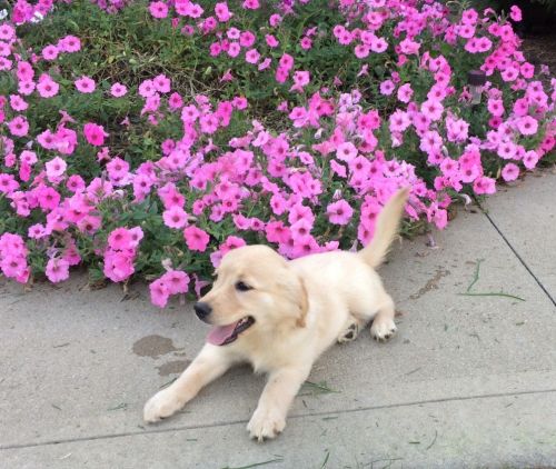 Rose Golden-spitz ***