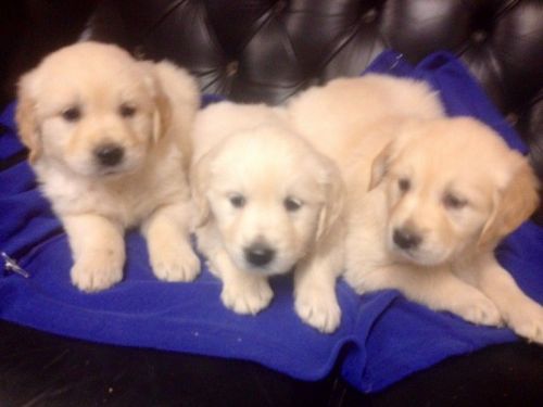 Golden Retriever Puppies for sale in Los Angeles, CA, USA. price: NA