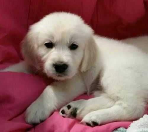 Golden Retriever Puppies for sale in Los Angeles, CA, USA. price: $400