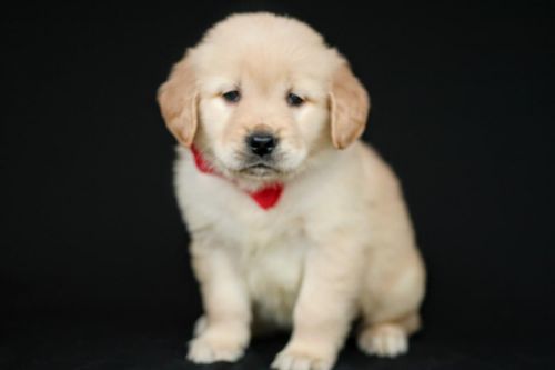 Adorable AKC Golden Retriever
