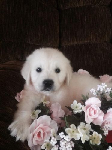 Excellent Golden Retriever Puppies