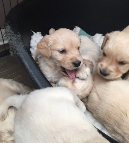 Golden Retriever available contact on *** for more in