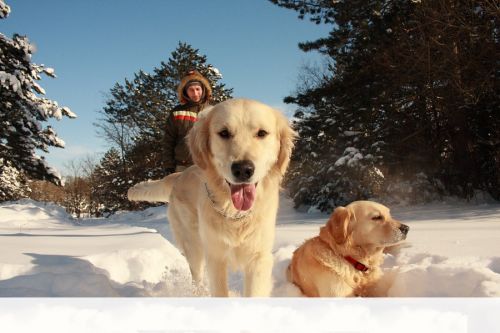 Golden Retriever Puppies for sale in Washington, DC, USA. price: $400
