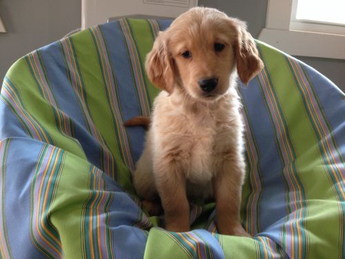 Handsome Golden Retriever Male puppy
