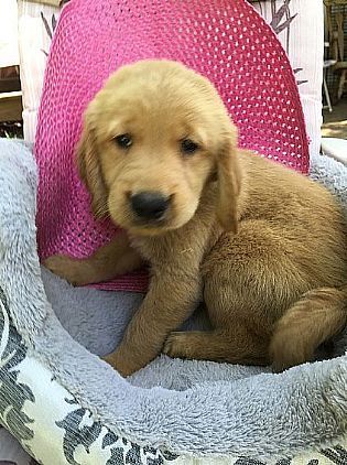 Cute male golden retriever pup