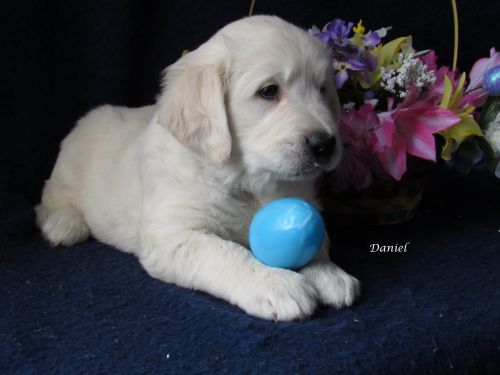 AKC English Cream Golden Retriever Puppies