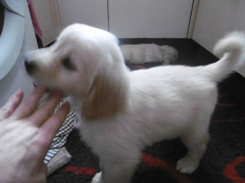 Golden Retriever Puppies for sale in 200 N Spring St, Los Angeles, CA 90012, USA. price: $300