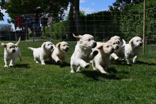 **GOLDEN LABRADOR PUPPIES **