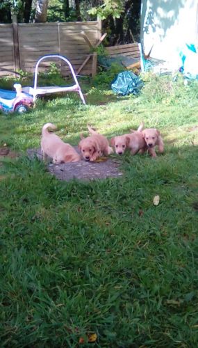 Beautiful Golden Retriever Boy and Girls Puppies