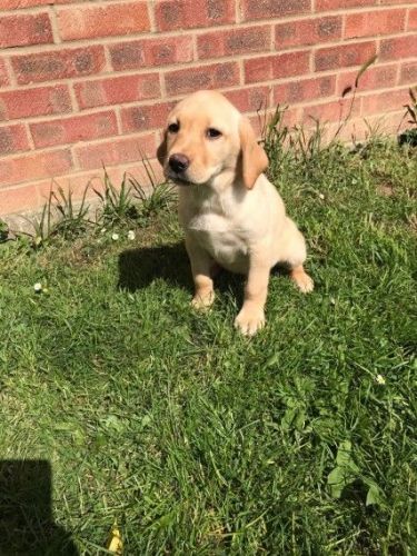 Superb Miniature Boys Pedigree Parents