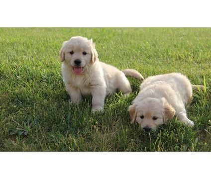 Golden Retriever Puppies for sale in Orlando, FL, USA. price: $600