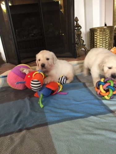 GOLDEN RETRIEVER pups