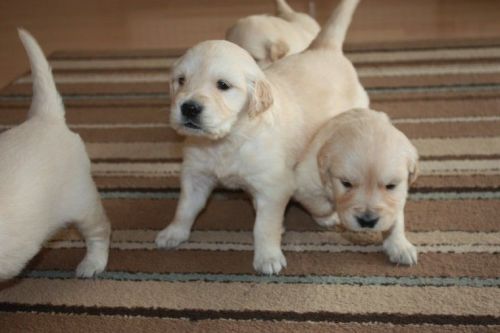 Stunning Miniature Teddy Bear Boy..... (***) ***-***2